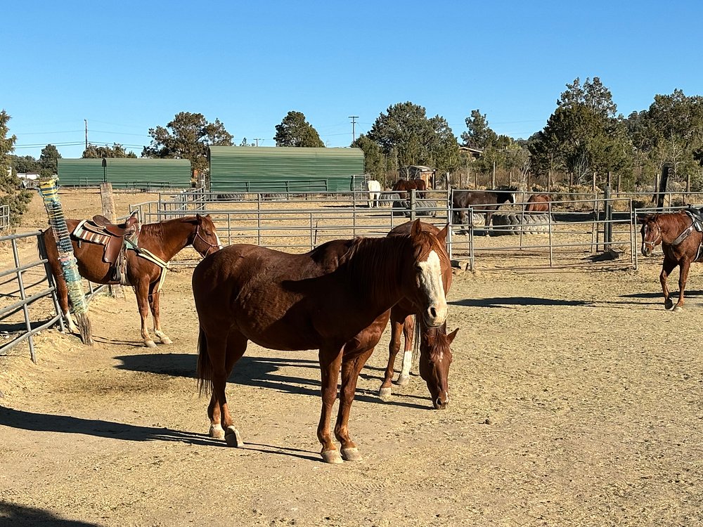 Horseback riding
